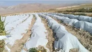 کاورو پارچه ضدسرمافلفل